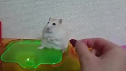 I have the most sensitive hamster in the world!