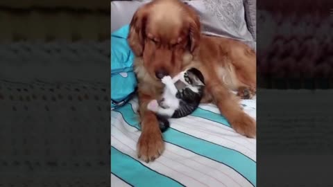 OMG DOG BREAST FEEDING A CAT 😱😱😱😱