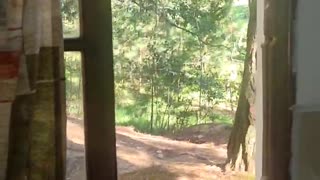 Black Bear Shatters Kitchen Window