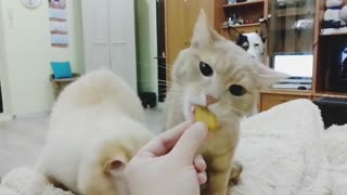 Cats_and_dogs_love cookies