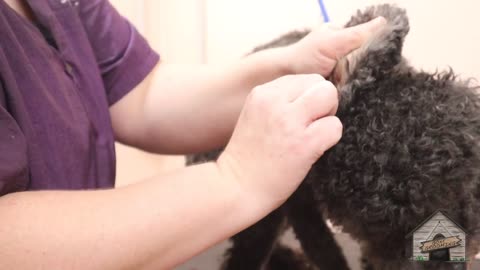 how to dog grooming at homehow to dog grooming at home