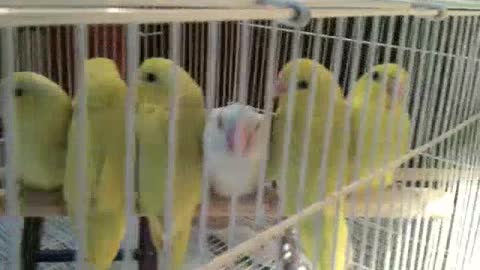 Progression of Baby Parrotlets