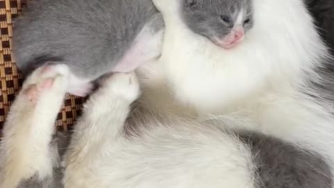 The little flower cat gets up in the morning and stretches out first, and then sits up