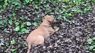 New pound puppy learning the yard