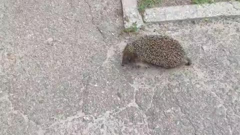 beautiful hedgehog=)