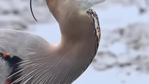 Heron swallow gigantic fish