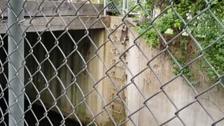 Mother Raccoon Rescues Kits From Creek