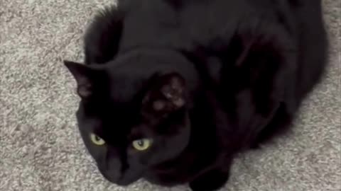 Adopting a Cat from a Shelter Vlog - Cute Precious Piper Directs the Office Cleaning #shorts