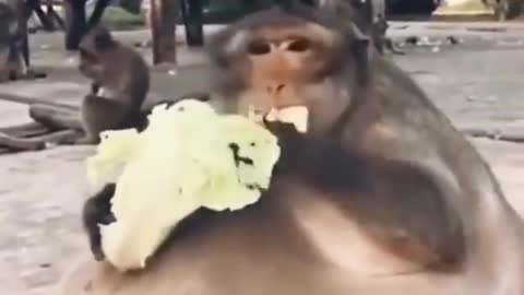 look at this cute monkey eating