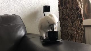 Harley the Cockatoo Takes Her Coffee Break