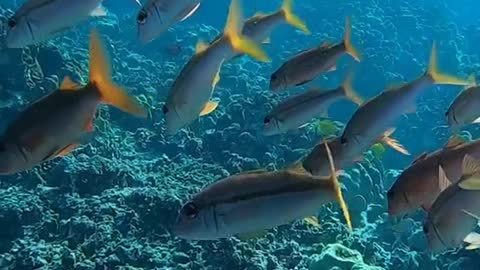 reef#freedive#planetearth