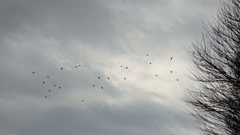 Lots of birds in the air / seagulls in flight / seagulls in the sky / dark clouds.