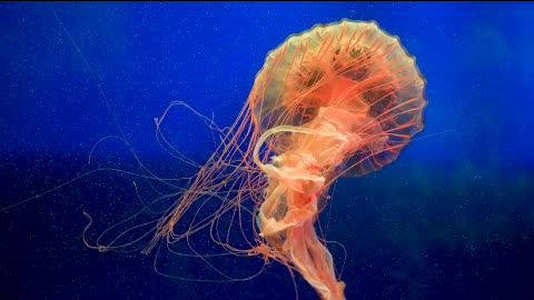 Jellyfish Fairy