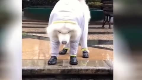 Best Funny and Cute Dogs and Cats 2022 💕 Funny Pet Videos
