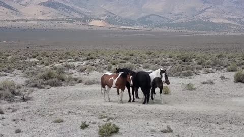 There’s truly no sight in the world like that of wild horses running free