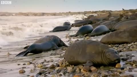 Seal Pups: Playful Prodigies | Animals with Cameras 2 | BBC Earth