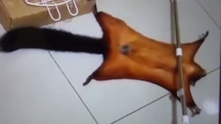 Flying Squirrel plays dead. Fakes crime scene.