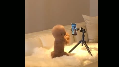 Baby Dog make a video 🐕 🐕 🐕