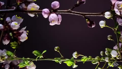 Blooming_Flowers_Timelapse