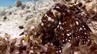 Octopus colour changing