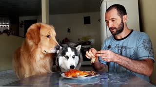 Dogs Tested with Chicken