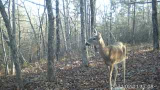 One antler deer striking a pose