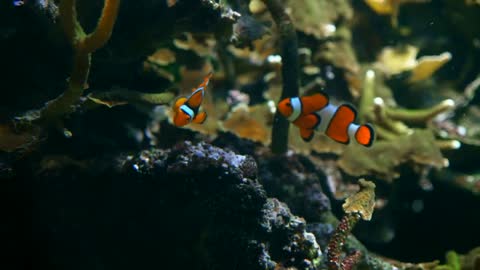 Clown fish, tracking shot