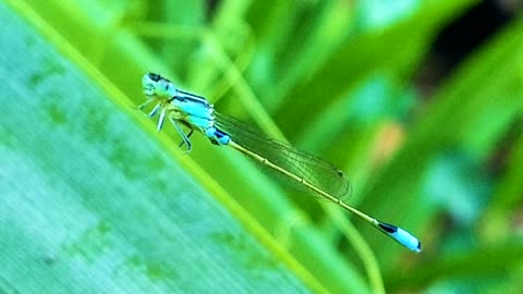 INSECTS: Damselfly