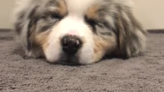 Super tired puppy literally falls asleep on camera