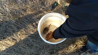 Rat jumps out of bucket