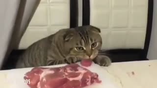 A cat Steals Meat on the Table in The Kitchen.