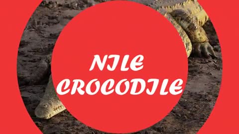 NILE CROCODILE - IBCBIRDS - REPTILES - SHORTS_Cut.mp4