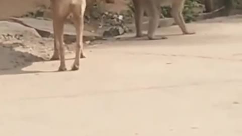 Monkey teasing the dog- funny animals