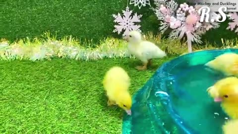 Beautiful Duck 🦆 video