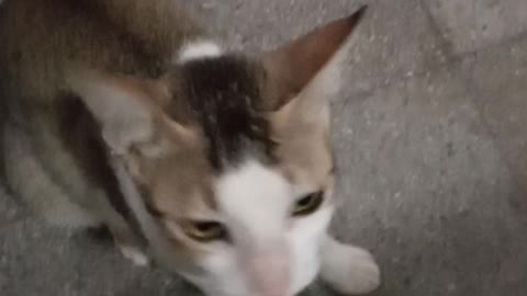 My cat is very angry