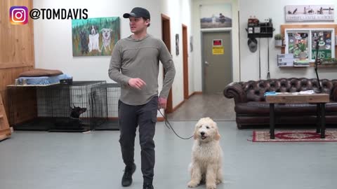 how to train your dog in a fun way in a dog traning academy where you can train your dog easily