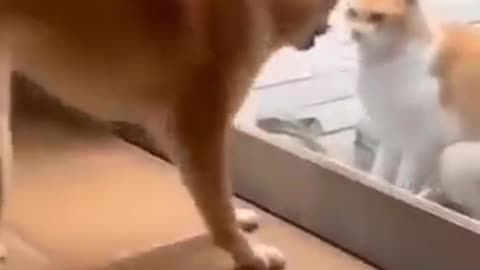 Doge and Cat fight || fight