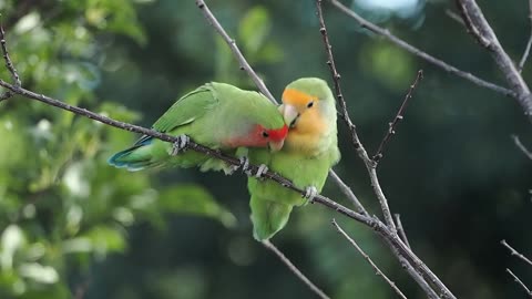 Lovebirds Enjoying the Morning Sun