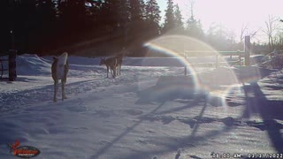 Morning Visitors