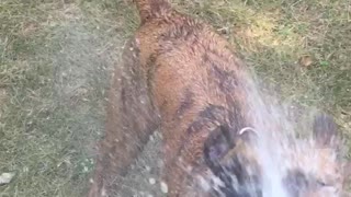 Brown pitbull tries to bite water from hose