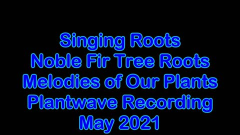 Singing Roots Noble Fir Tree Sapling May 2021