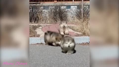 SOOO CUTE Baby Alaskan Malamute