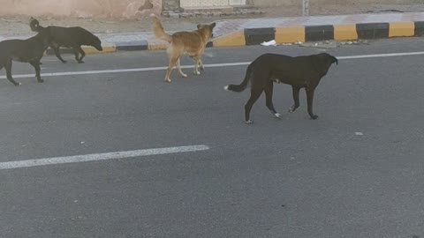 Street dogs walking in the streets of the city of Gharib in the very cold