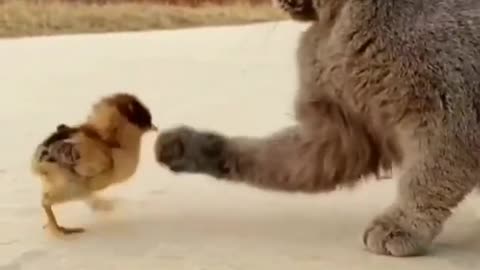 Kittens play with chickens