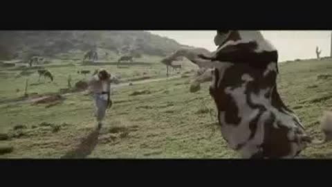 Cow vs Man fight