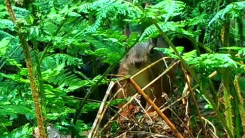 This squirrel, do you think it's cute? I loved it when it came running in front of the camera