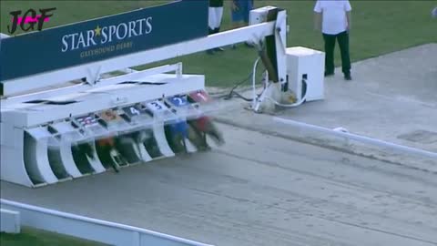 Greyhoud dog racing -Track race 480m