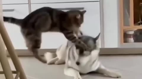 Cat and dog 🤣🤣🤣funny