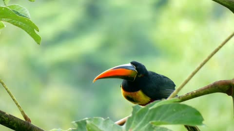 Hornbill