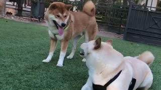 Clever Shiba Inu Outsmarts Friend In Order To Steal Cup